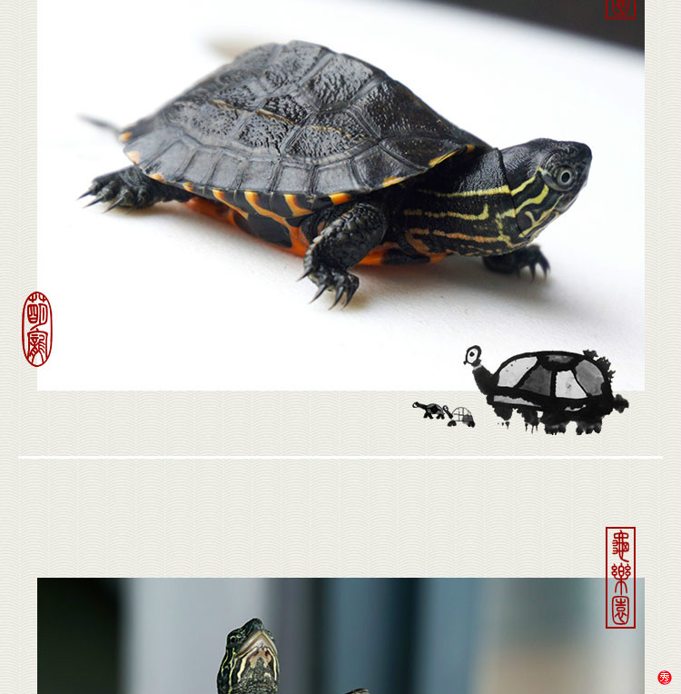 黑颈龟 纯种