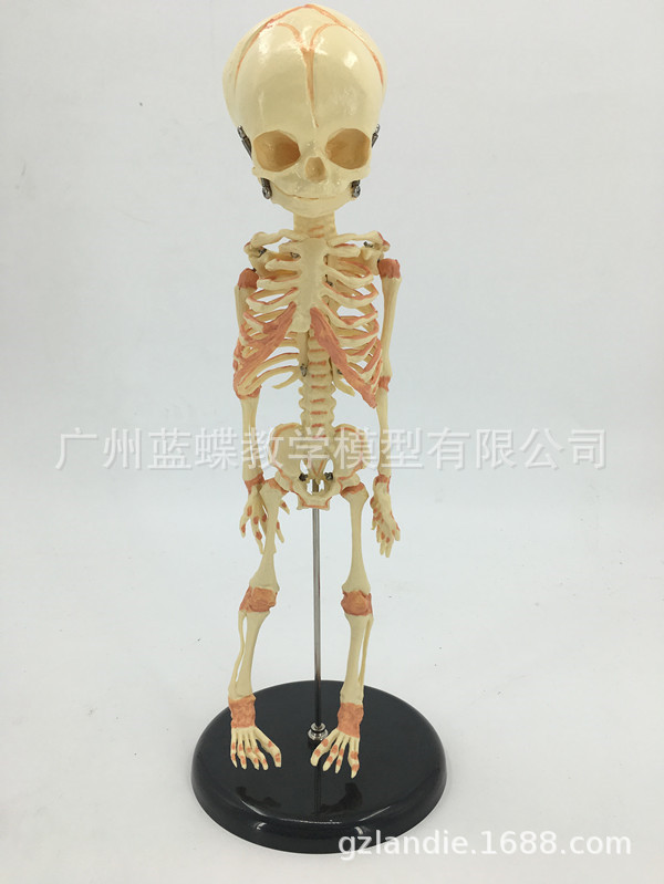 婴儿骷髅模型 婴儿骨骼模型 幼儿骨架 人骨模型 素描人体 教学