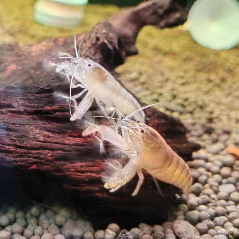 非洲巨型网球虾木纹温顺混养草缸除藻清洁虾观赏宠物净化活体包邮