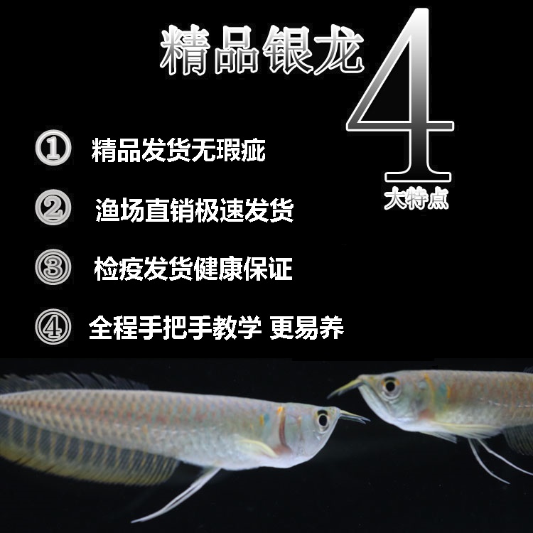 银龙鱼星点龙水族鱼缸饲养宠物观赏鱼热带鱼活体龙鱼小苗简单易养