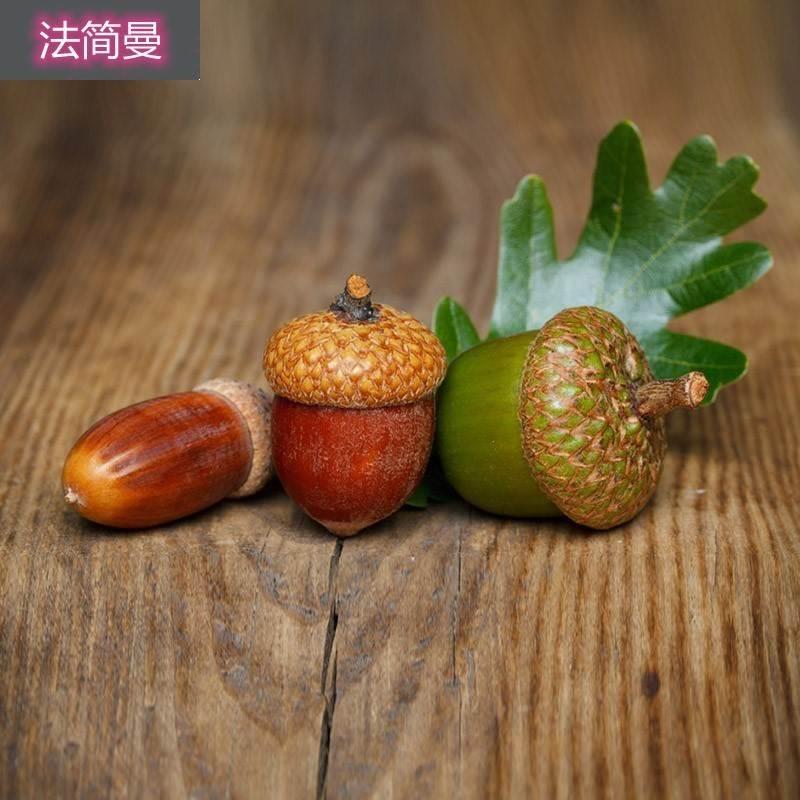 橡树果子天然橡果带壳橡树果橡碗子摆件干花饰品摆件栎树果橡实果