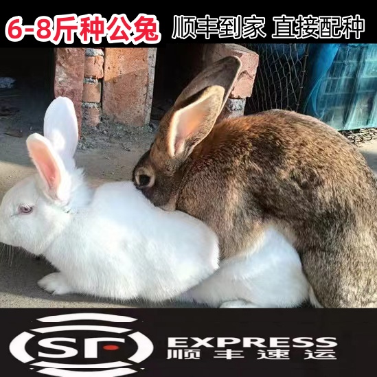 大型肉兔种公兔成年兔活物到家可繁殖比利时兔种兔大兔子顺丰包邮