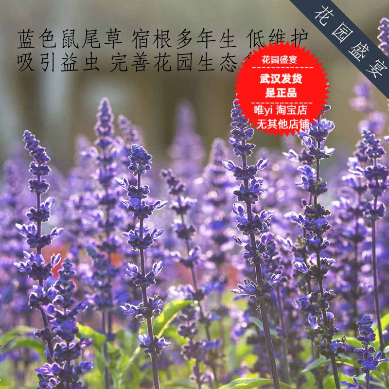 蓝色鼠尾草种子100粒 宿根多年生 耐寒 吸引益虫 花园健康 低维护