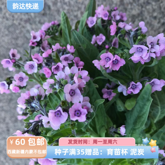 【种子】 紫草科 中国勿忘我  神秘玫瑰  10粒