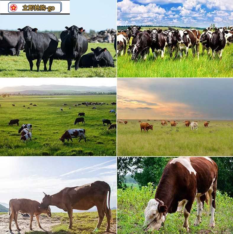 牛群奶牛黄牛水牛耕田公牛犊牦牛吃草牧场草原高清照片图片素材