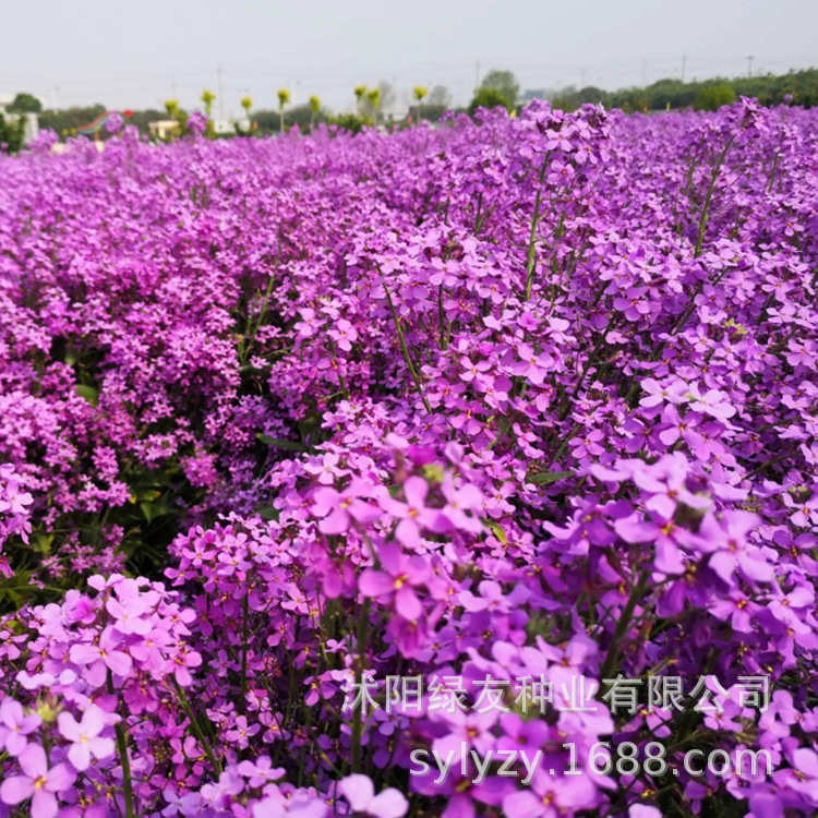 江苏花卉草籽公司  推荐彩色观赏油菜花种子品种齐全