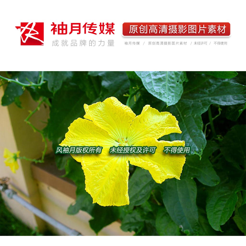 2张丝瓜花朵特写高清摄影图片植物蔬菜高清图片素材