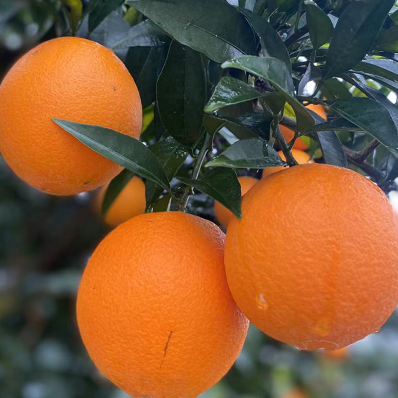 广柑和橙子的区别