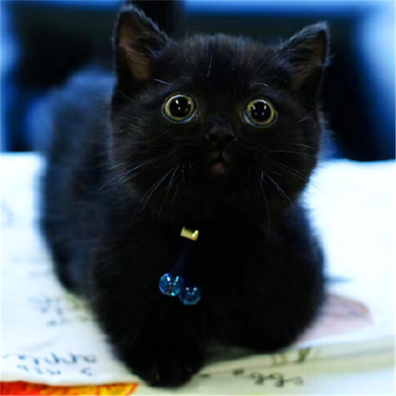 孟买猫幼猫纯种英短黑猫幼崽活体纯黑猫小猫活物宠物猫咪黑煤球猫