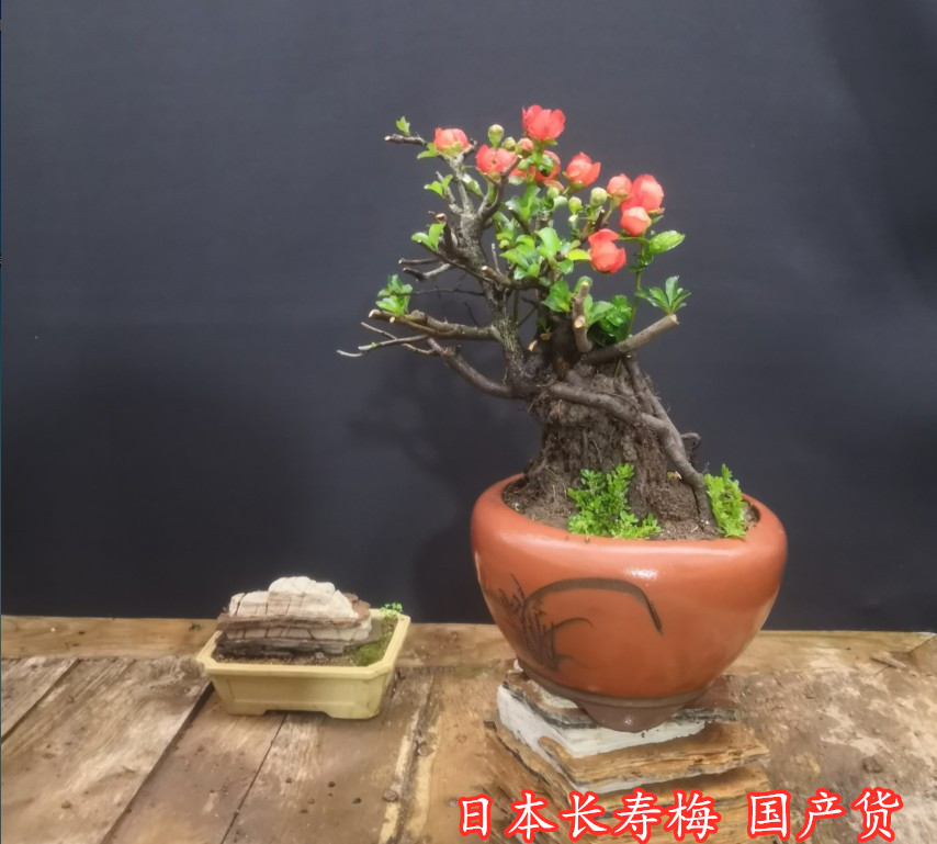 日本红花一号长寿梅盆景国产微型海棠盆景小品花卉绿植盆栽包邮