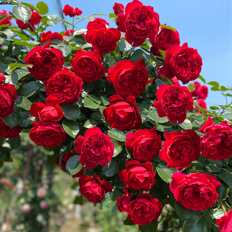 佛罗伦蒂娜精品1米以上多分枝爬藤 大花多头四季开正红色庭院藤本