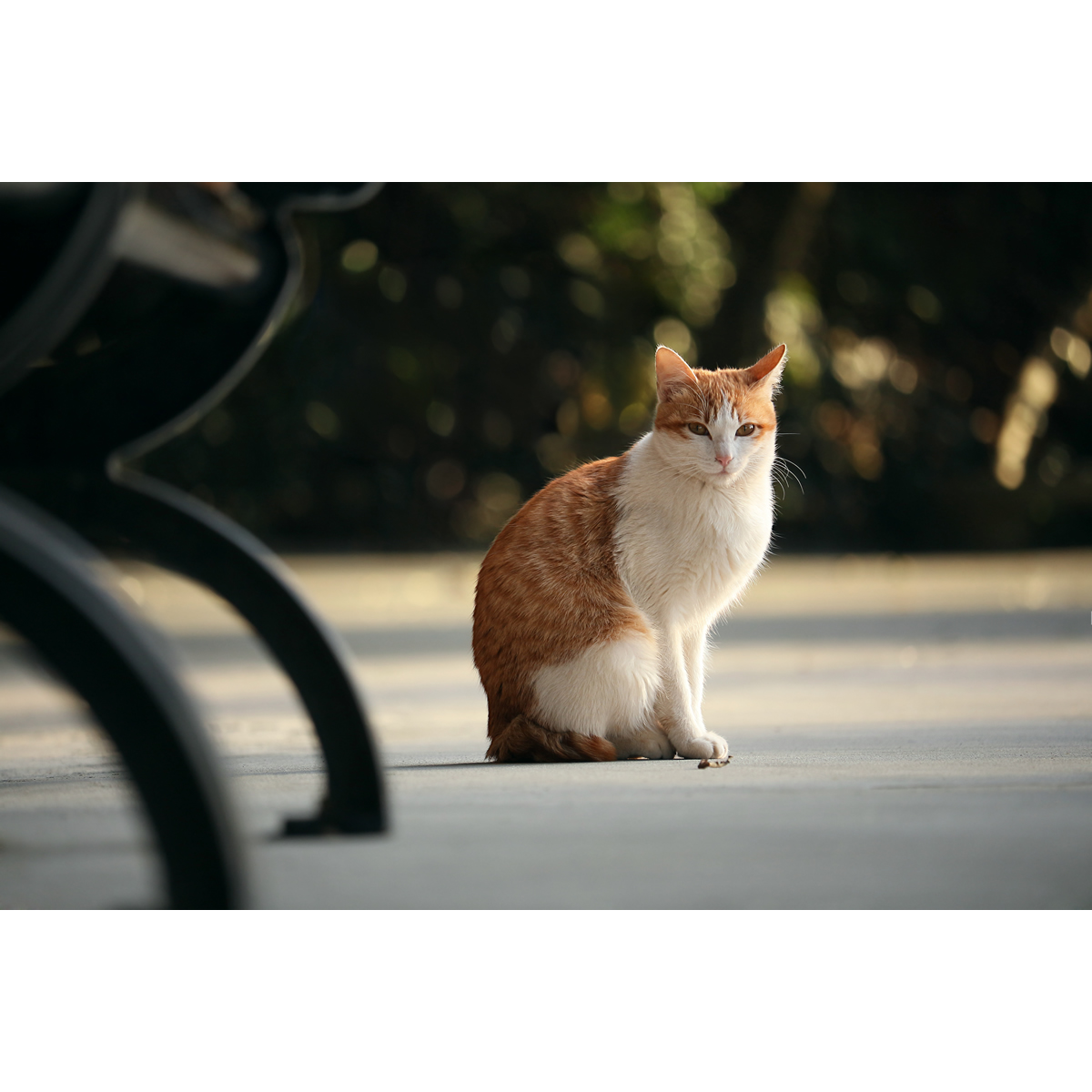 原创动物摄影作品-橘猫/宠物猫喵(1张) 高清设计素材/PS图片原图