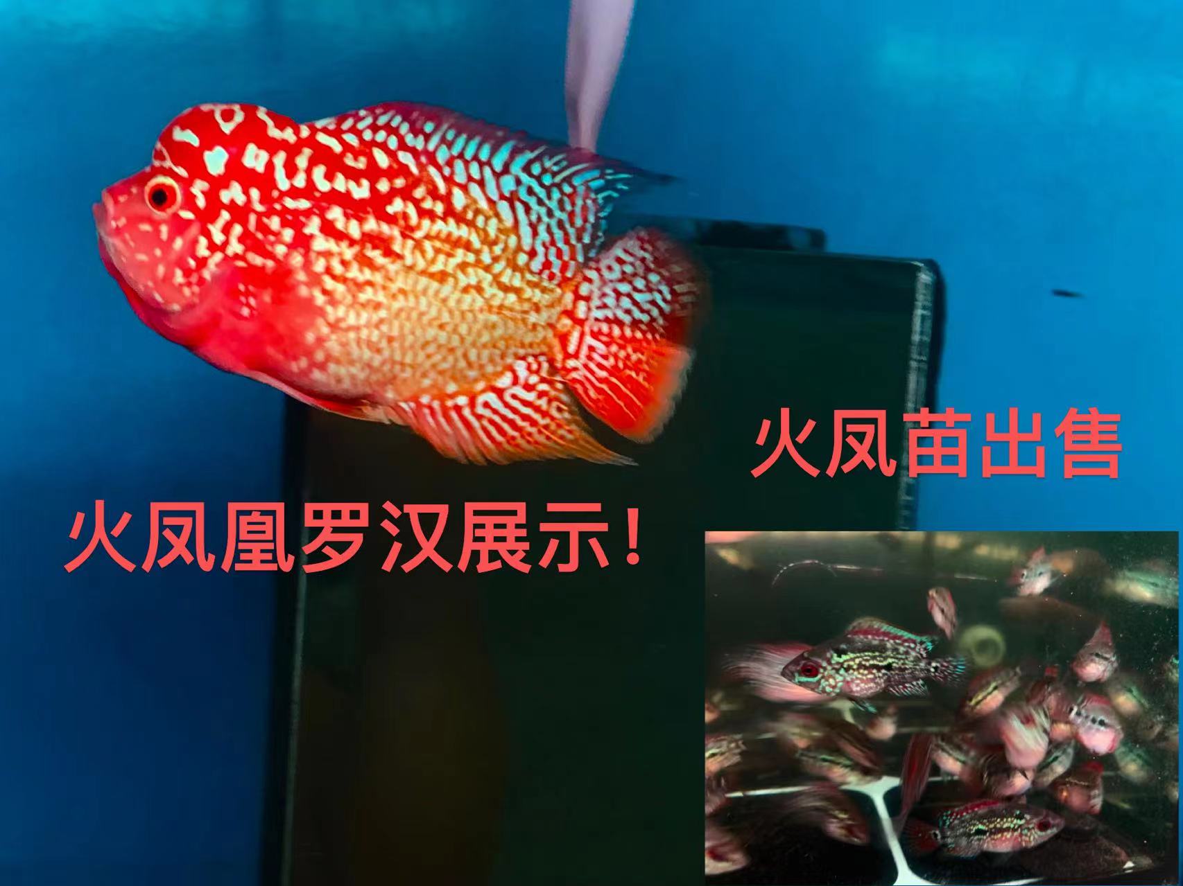 观赏鱼热带大型观赏鱼火凤凰罗汉鱼古典幻彩寿星鱼大头鱼彩色鱼