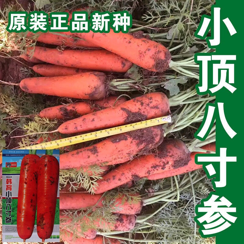 小顶八寸参胡萝卜种农家高产红子种籽胡萝卜甜樱桃水果萝卜蔬菜籽