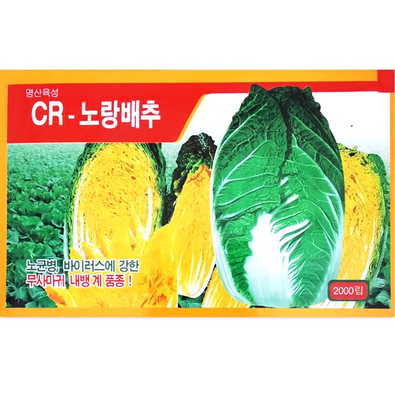 韩国进口黄心秋大白菜种子春秋高产抗病白菜种籽农家青菜蔬菜种孑