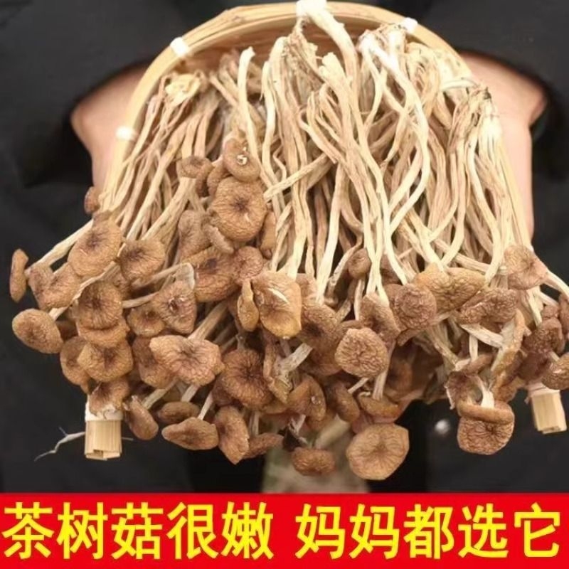精选茶树菇干货500g特产不开伞嫩茶树菇盖嫩蘑菇金针菇炖鸡菇松茸