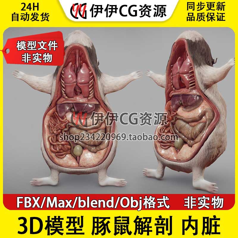 3Dmax老鼠内脏器官豚鼠解剖obj动物fbx三维模型blender素材下载
