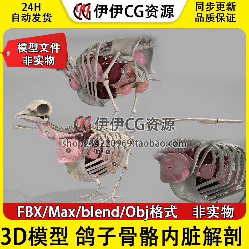 3Dmax鸽子内脏骨骼器官飞禽解剖obj动物fbx三维模型鸟类素材下载