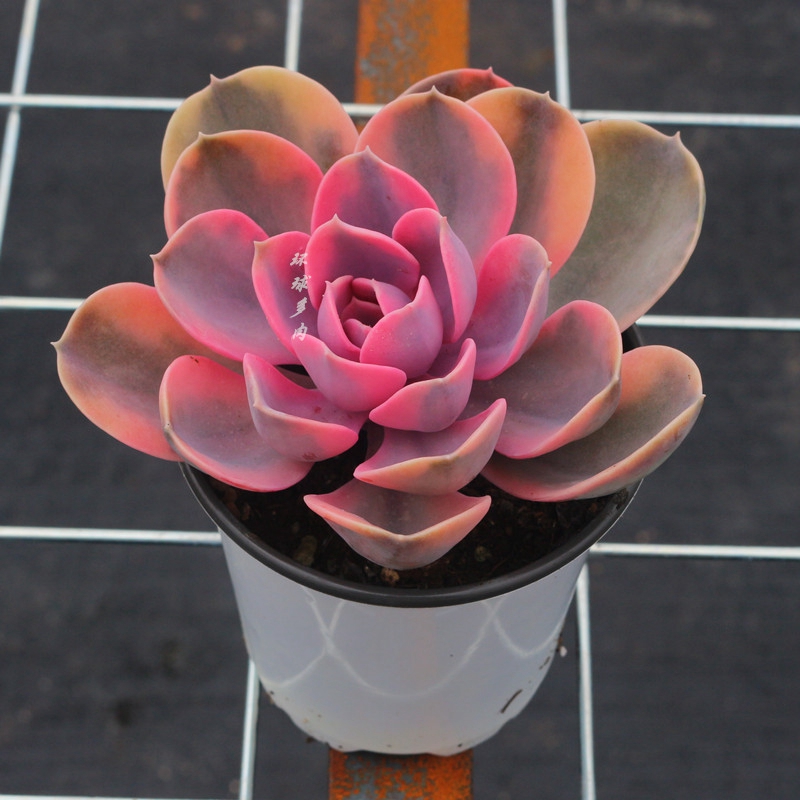 彩虹紫珍珠锦稀有罕见粉色多肉植物花卉含盆土栽好绿植精品高档肉