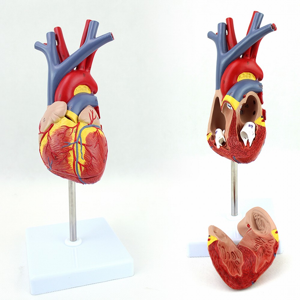 ENOVO颐诺人体心脏模型医学心血管内科心脏介入解剖教学冠状动脉成人心脏解剖结构心电图彩超学习心脏模型