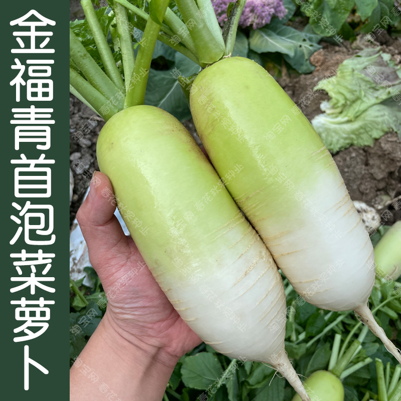 金福青首泡菜萝卜种子 肉质脆嫩好吃孑 春秋季播蔬菜籽菜园易种植