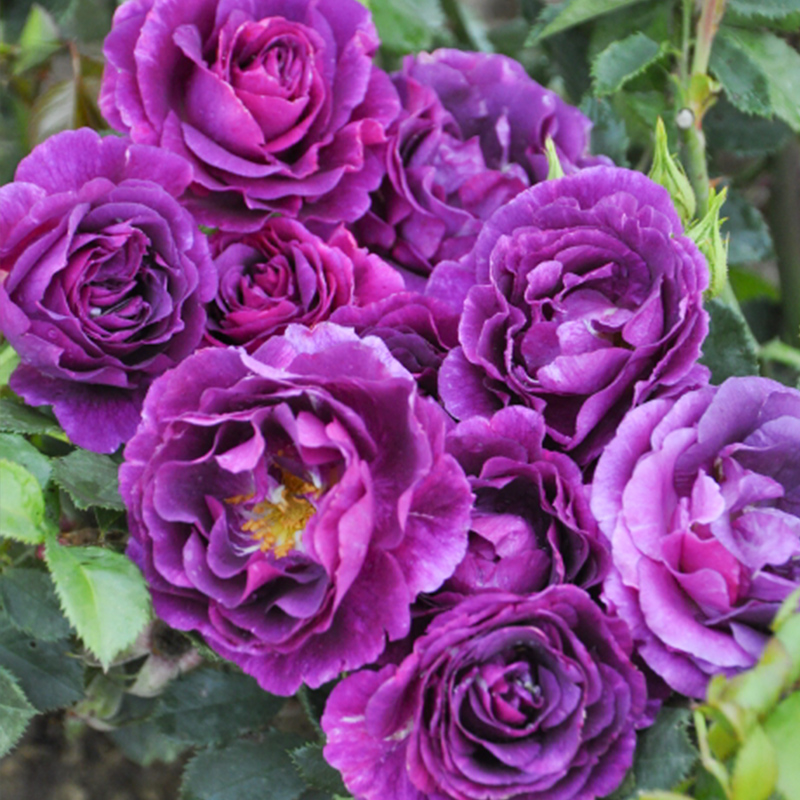 新品切花月季苗奥秘浓烈的深蓝紫色强香味四季玫瑰花卉盆栽