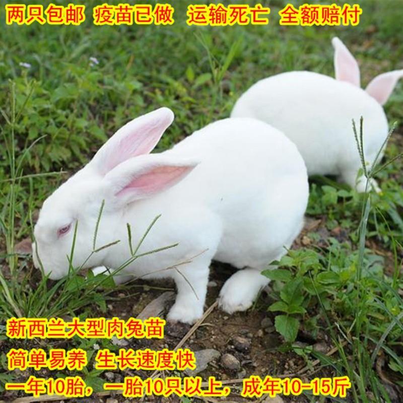 活兔子公母兔家养一对新西兰活体肉月月小白兔活物宠物一只