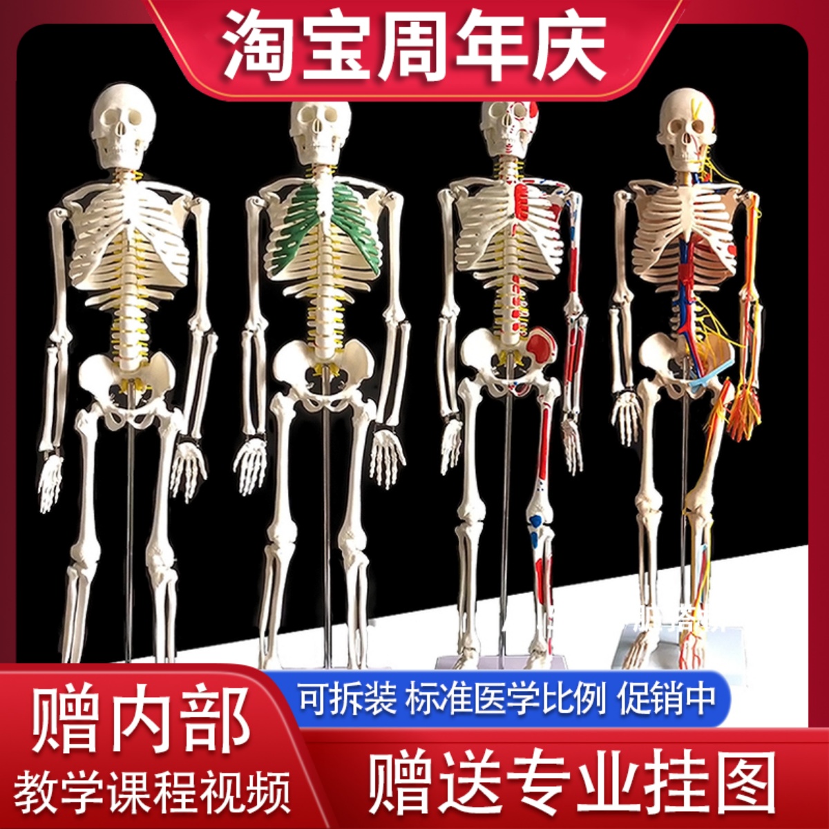 质量上乘 85cm 170cm人体人的骨骼骨架模型教学骷髅架子模型全身