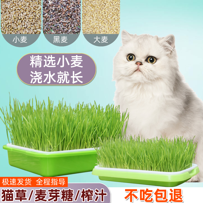 猫草种子水培小麦种子种孑种籽麦芽糖大麦育苗盘猫薄荷四季种植