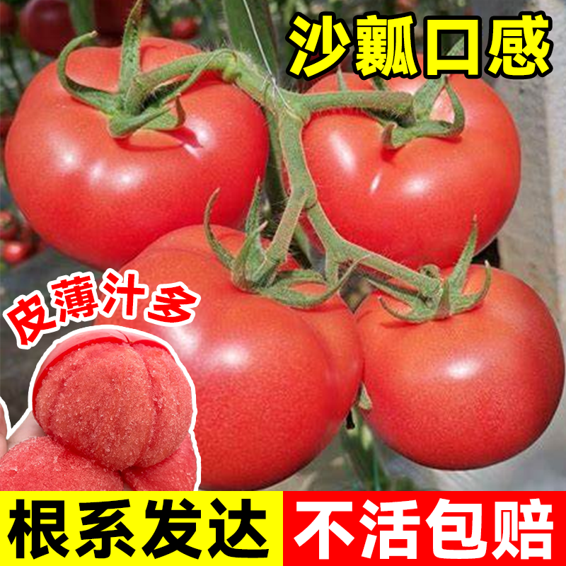 普罗旺斯沙瓤西红柿苗矮生老品种番茄种孑草莓圣女果盆栽果苗种植