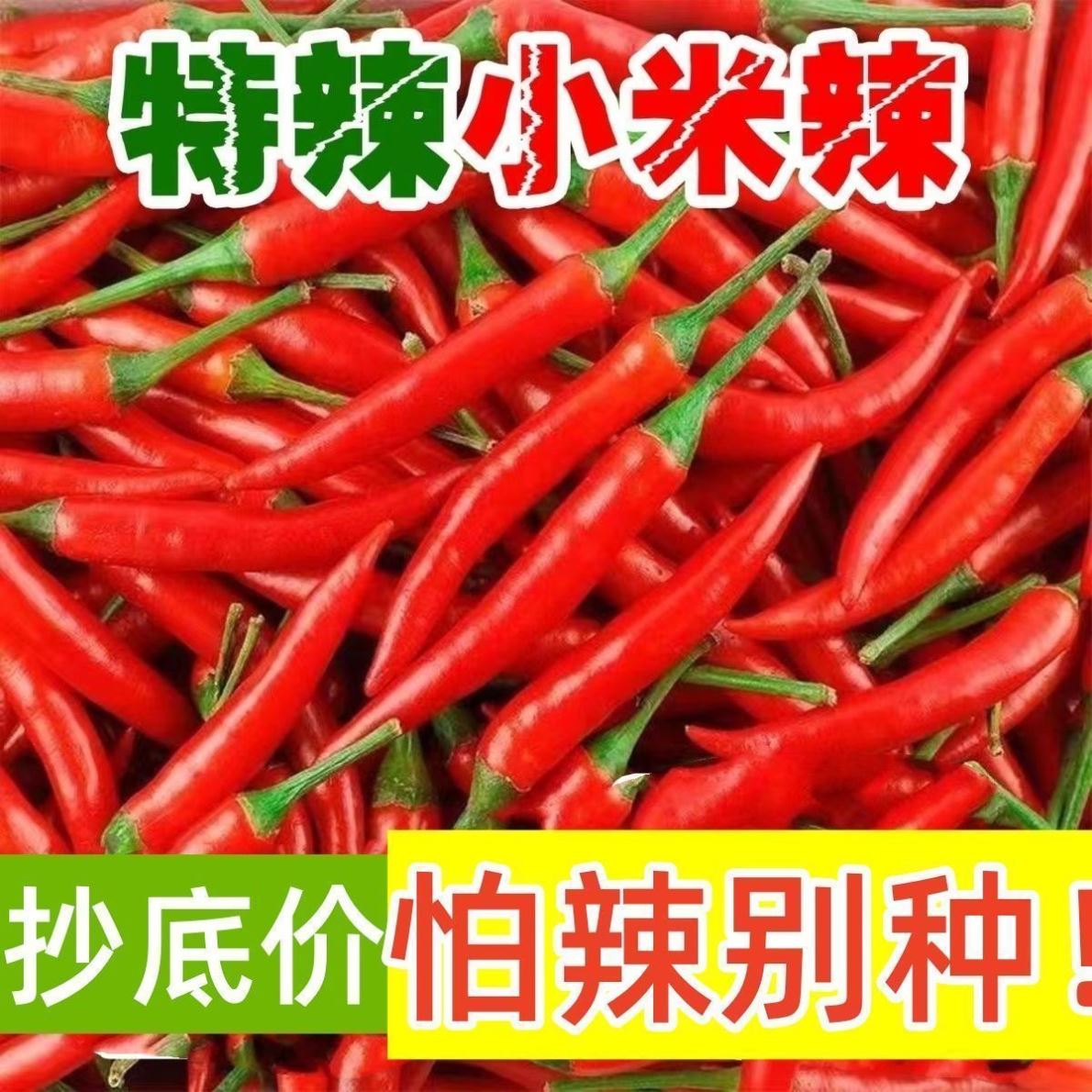 小米辣种籽朝天椒蔬菜种子辣椒易活庭院菜园阳台种植朝天辣椒种子