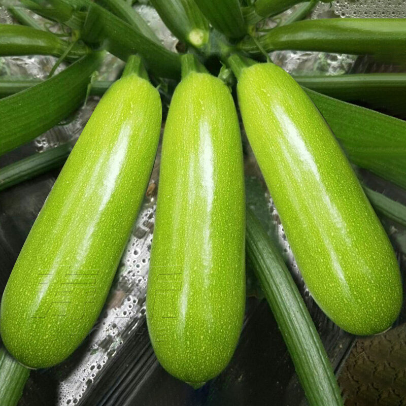 专用种子夏季西葫芦四季高产耐热秋季寿光蔬菜西胡芦种籽孑北瓜