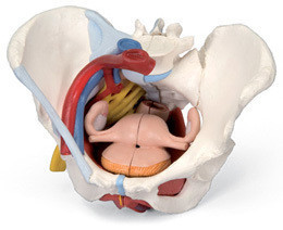 女性骨盆模型（配置韧带、血管、神经、盆底肌群及各个器官6分体
