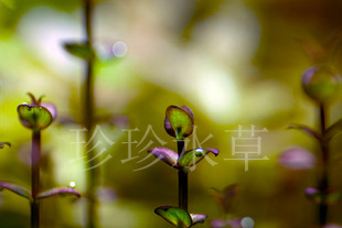 紫红圆叶，小圆叶，水草紫红圆叶（一枝）(100%自产）珍珍水草