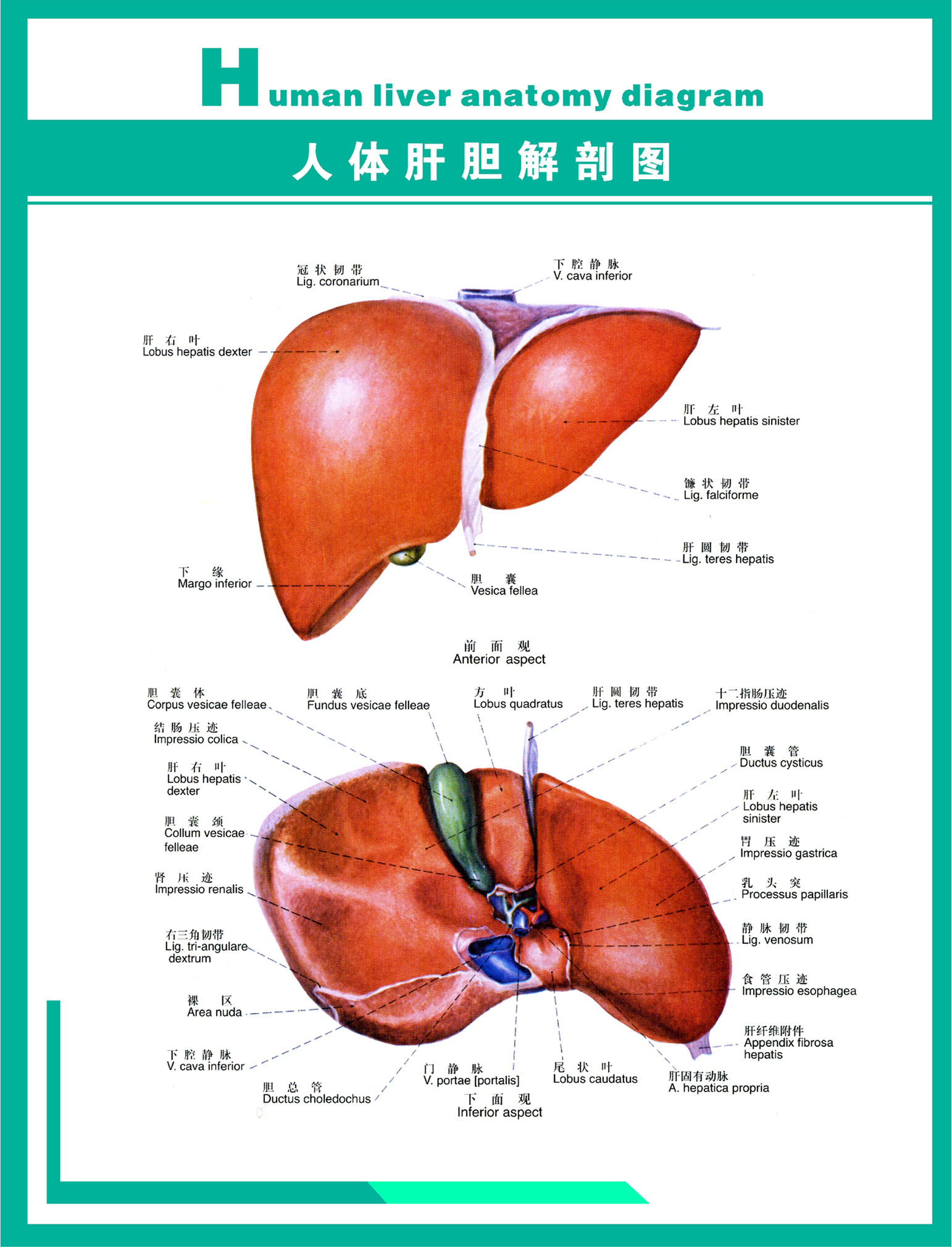 429海报印制海报展板素材15医院解剖图人体肝胆 非高清图