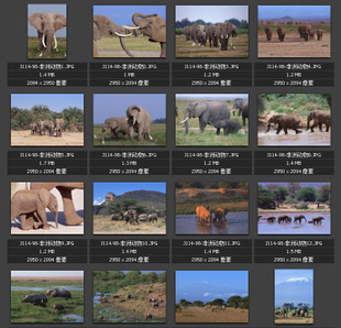 非洲野生动物图片 大象 长颈鹿 斑马 水牛犀牛 狮虎豹素材图片