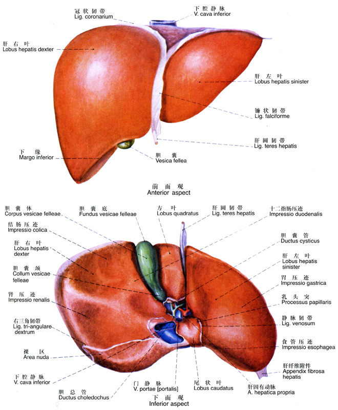 海报印制338人体海报展板208人体肝胆解剖图副本 非高清图