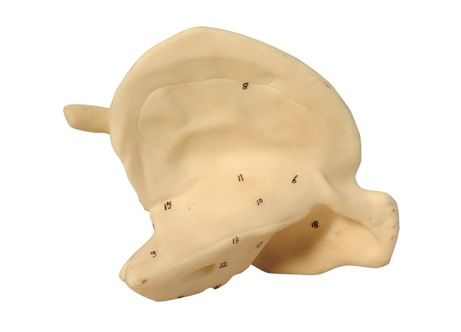 颞骨放大模型A11119/颞骨解剖模型
