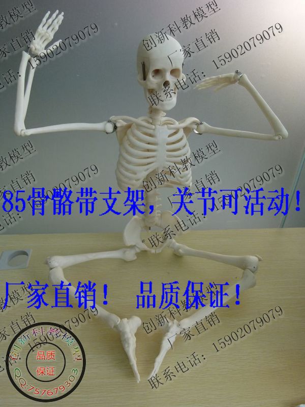 买一送一可摆姿势人体骨骼模型 85CM人骨架模型 骷髅骨人体素描