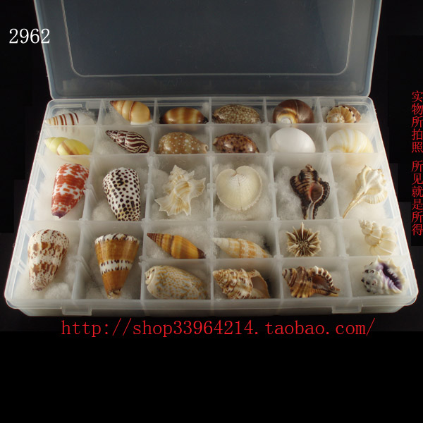 海螺贝壳 配盒特价 与海洋零距离接触 科目种类多方便学习2962