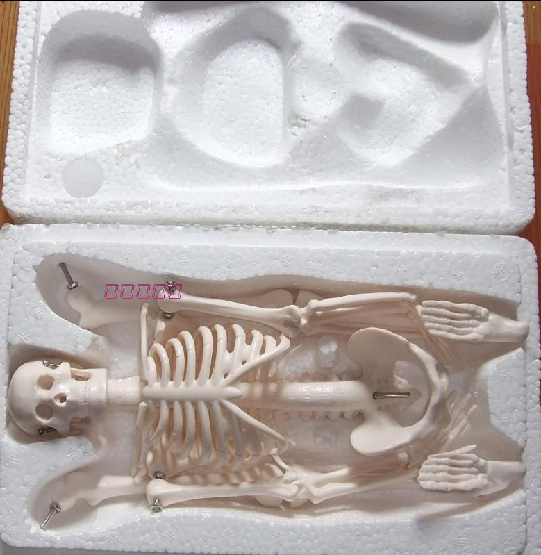 45CM人体骨骼模型 骨架 教学模型 人骨标本 教具 素描 模型