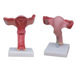 高级子宫放大模型 女性生殖系统解剖模型/人体模型/美院专用