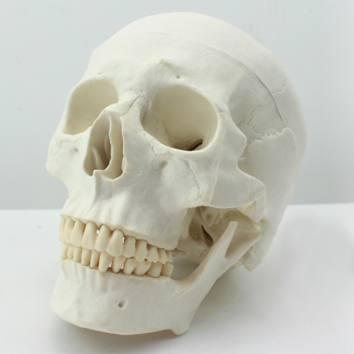 ENOVO颐诺医学艺用美术人体头骨模型 亚洲头颅骨解剖模型标本skull颅骨骼结构颅底颅腔 颅盖解剖医生上海教学