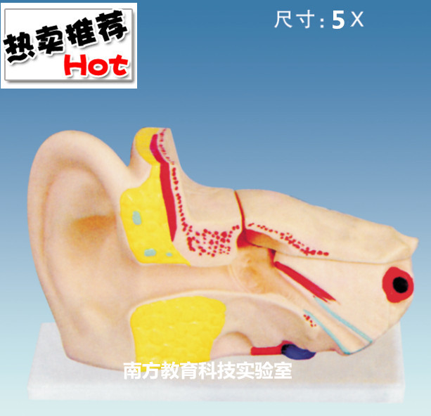 耳解剖放大模型 放大5倍 内耳结构组织 人体耳蜗 生物医疗器材