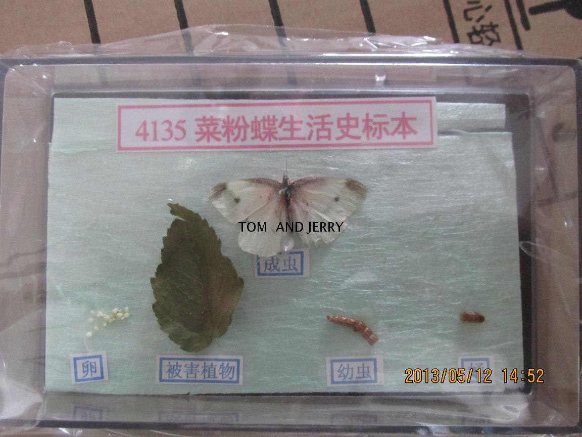 菜粉蝶生活史标本 J4135 实物标本 生物标本 教学标本