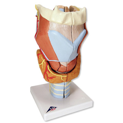 3B进口咽喉模型,2倍7部分咽喉舌骨气管甲状腺软骨解剖放大模型G21