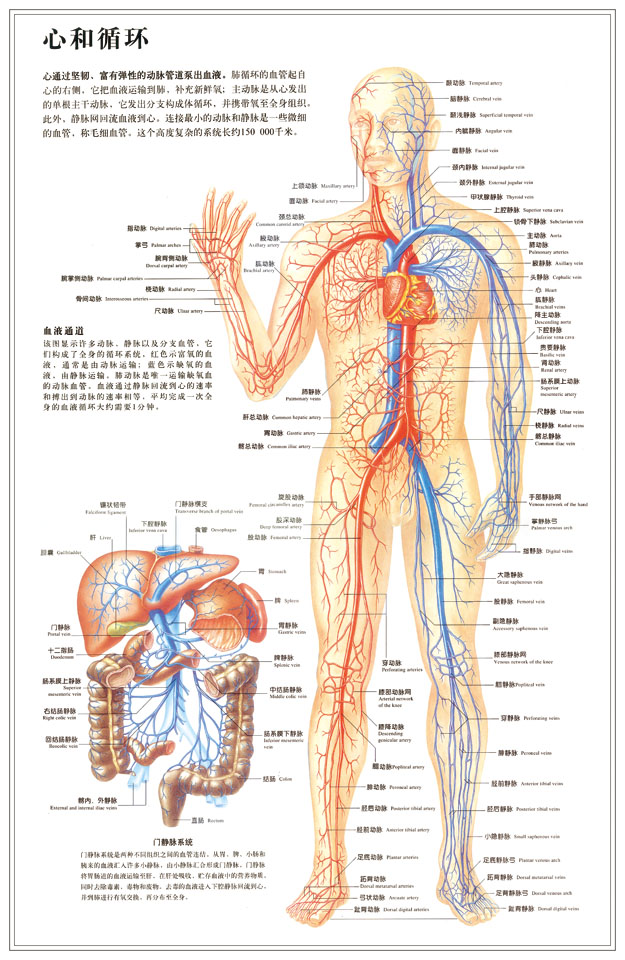 海报印制338展板110人体心和血液静动脉循环系统图 非高清图