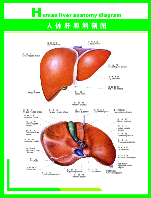 海报印制338人体海报展板133人体科普人体肝胆解剖图 非高清图