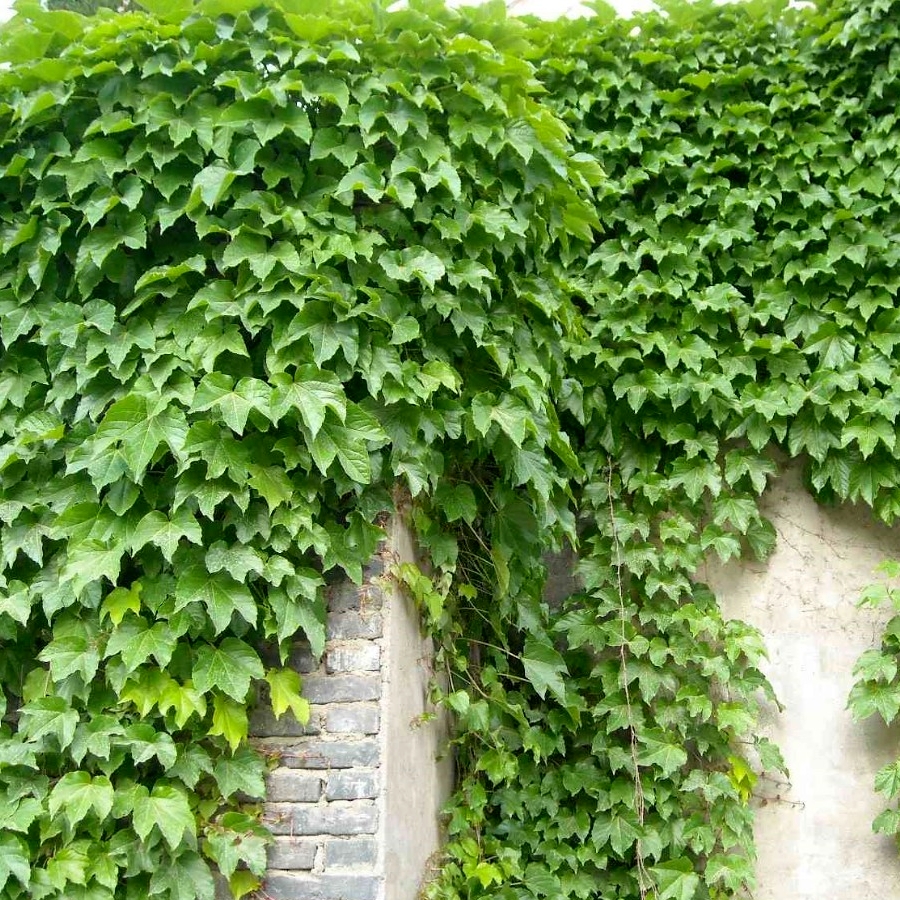 爬山虎苗爬藤植物四季苗盆栽室外易活庭院工程护坡爬墙遮阳效果好