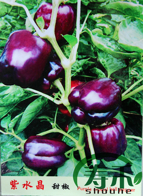 荷兰紫水晶甜椒种子孑紫色五彩彩椒辣椒种籽春秋季菜椒灯笼椒籽种